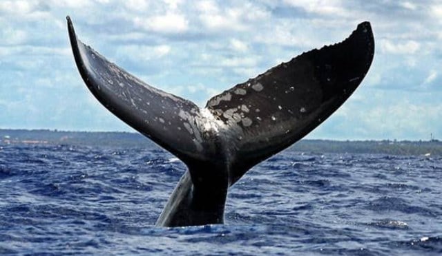 Que signifie rêver de baleine noire ?