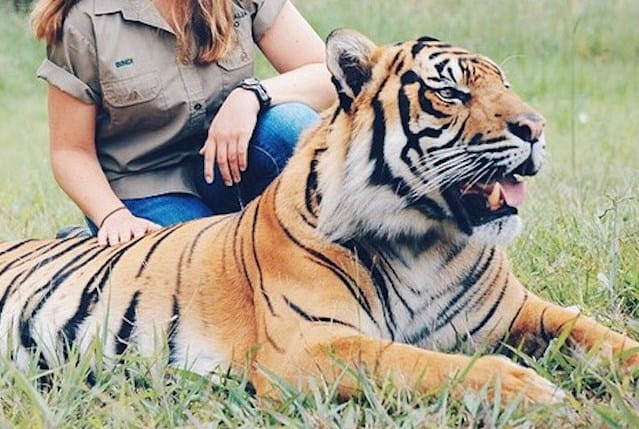 Que signifie rêver de caresser un tigre ?