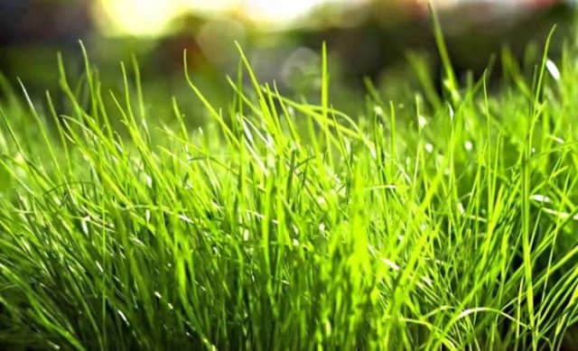 Que signifie rêver d'herbe verte ?