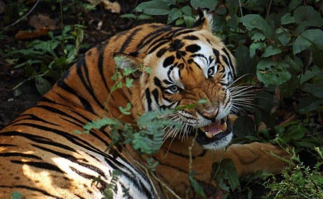Que signifie rêver de chasser un tigre ?
