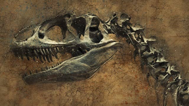 Que signifie rêver de fossile ?