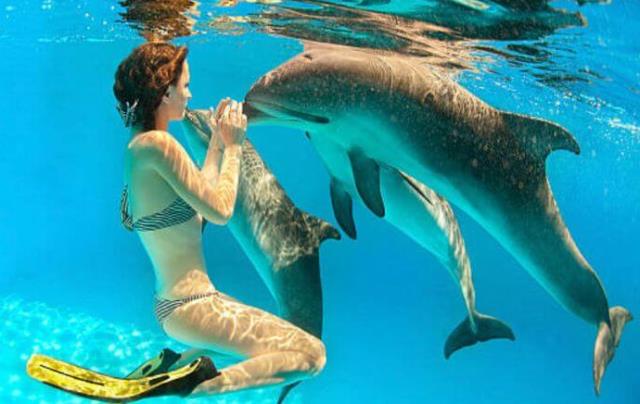 Que signifie rêver de nager avec les dauphins ?